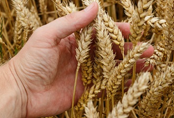 estudia ingener�a en agronomia